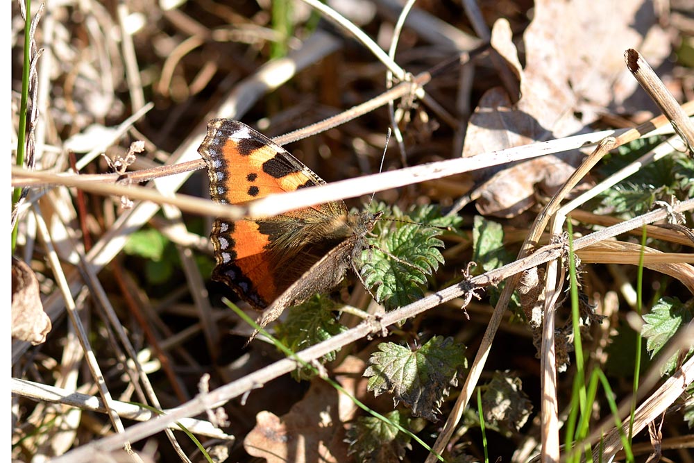 Aglais urticae, Nymphalidae